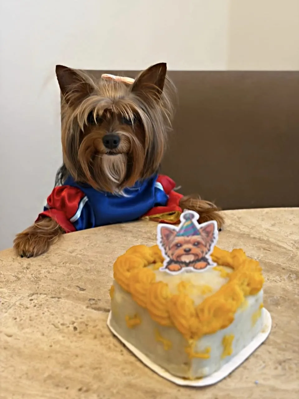 Perro yorkshire frente a su pastel de cumpleaños hecho por DULUZ